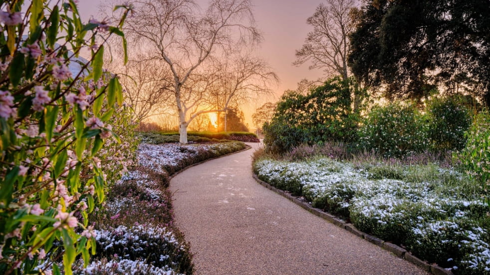Garden in winter